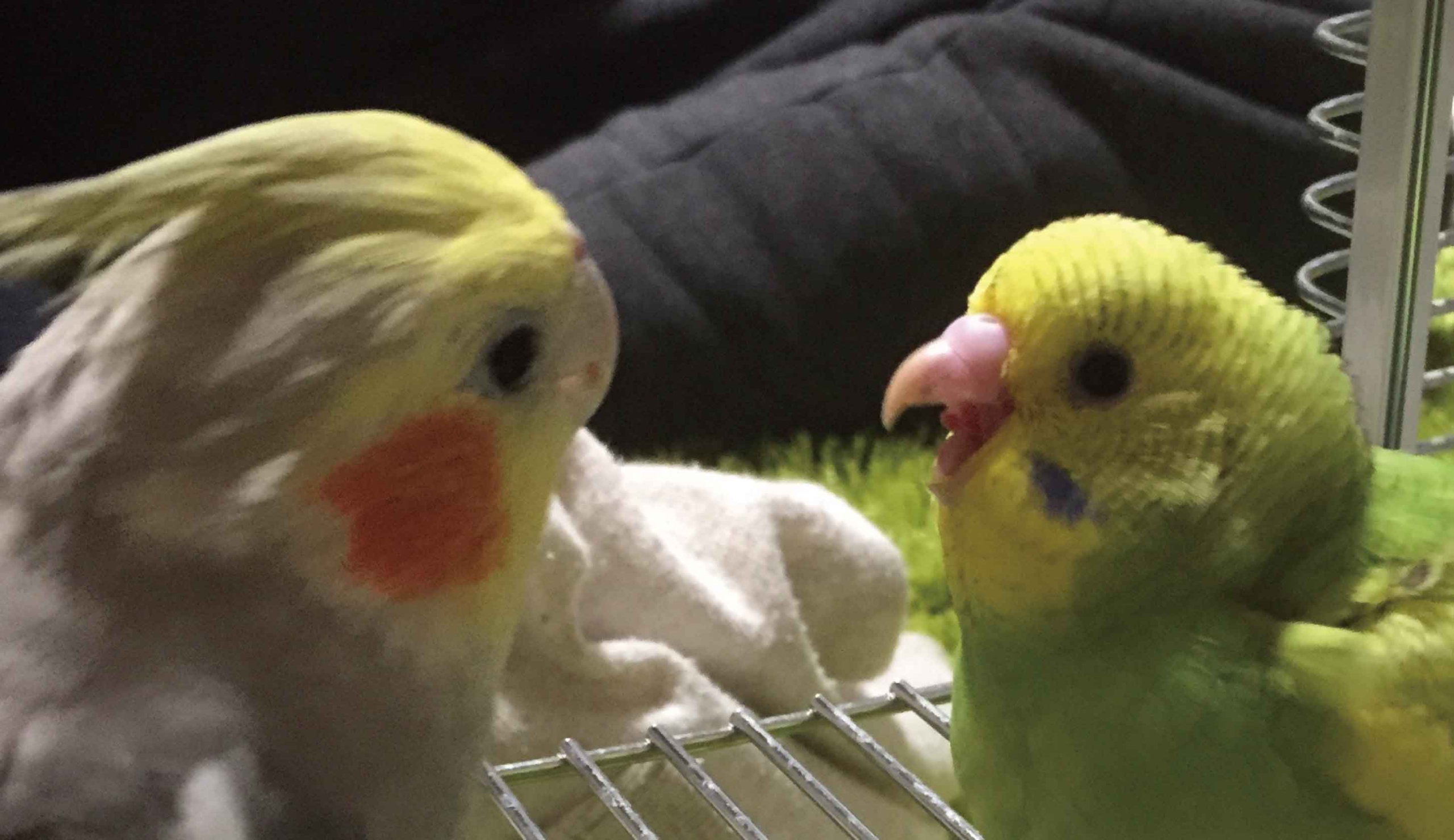 鳥のこと ゆとり屋 よりドリ みドリ