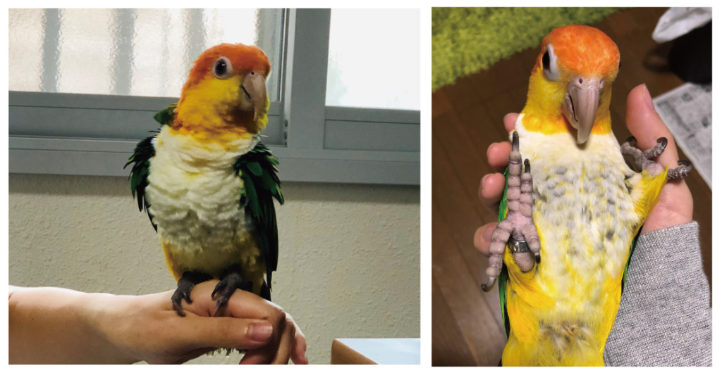 シロハラインコの魅力を知って欲しいの巻 鳥のこと ゆとり屋