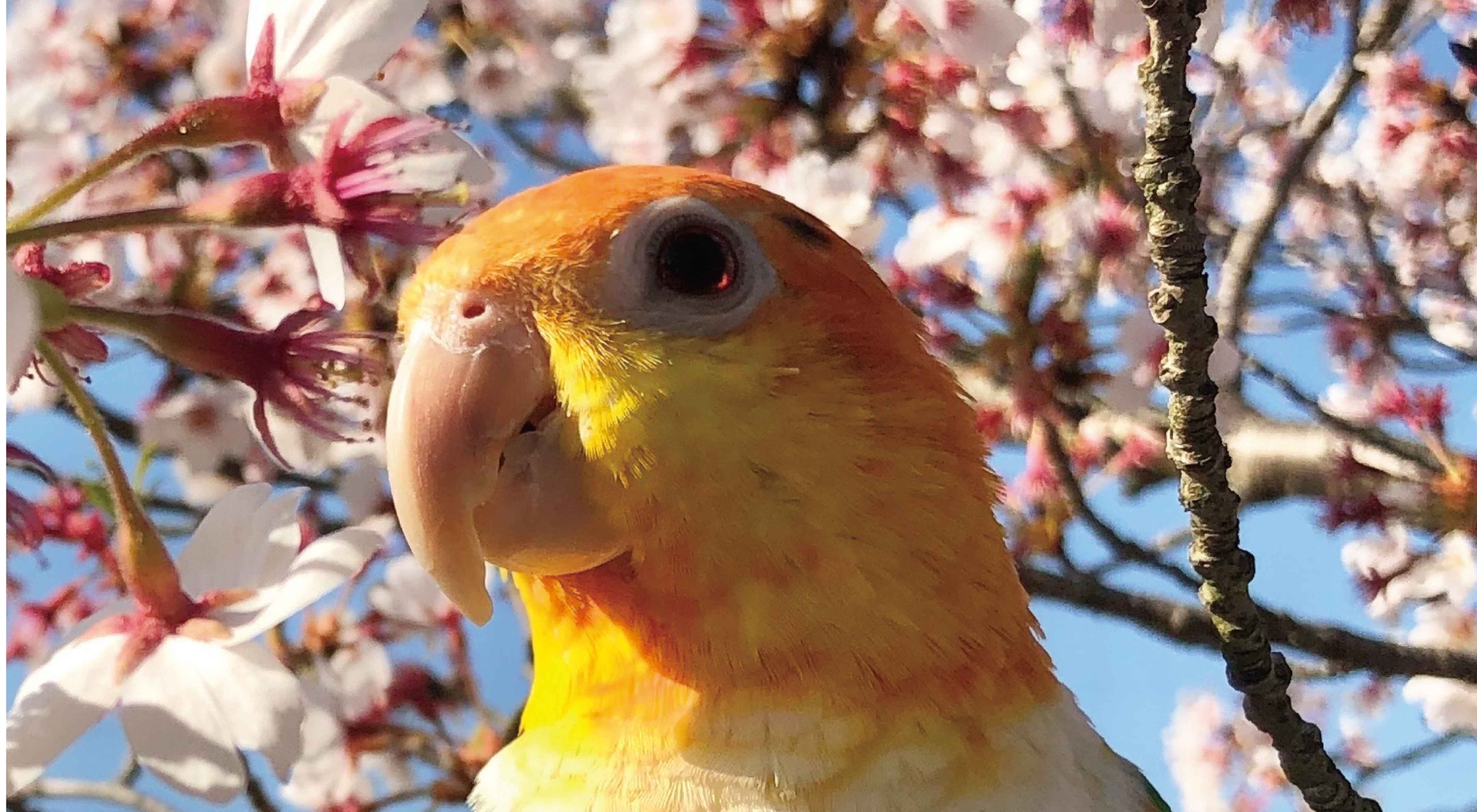 シロハラインコの魅力を知って欲しいの巻 鳥のこと ゆとり屋