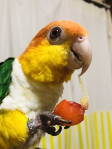 シロハラインコ