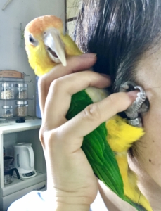 もしもしわたしシロハラインコ