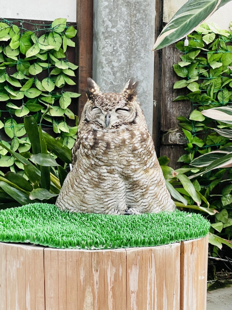 掛川花鳥園　フクロウ