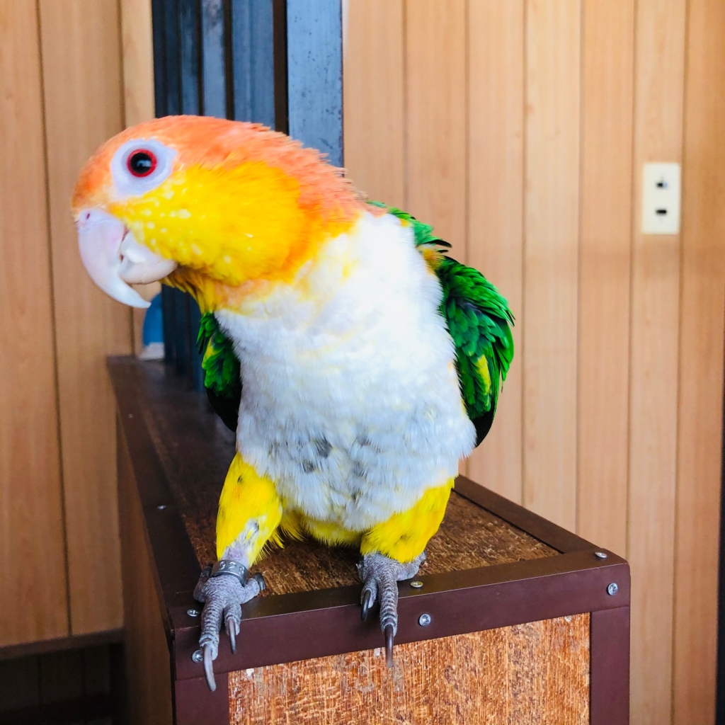 シロハラインコ