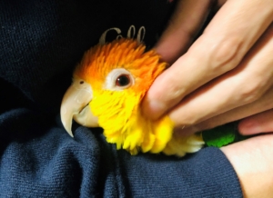 シロハラインコ