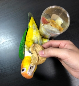 シロハラインコ