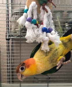 シロハラインコ