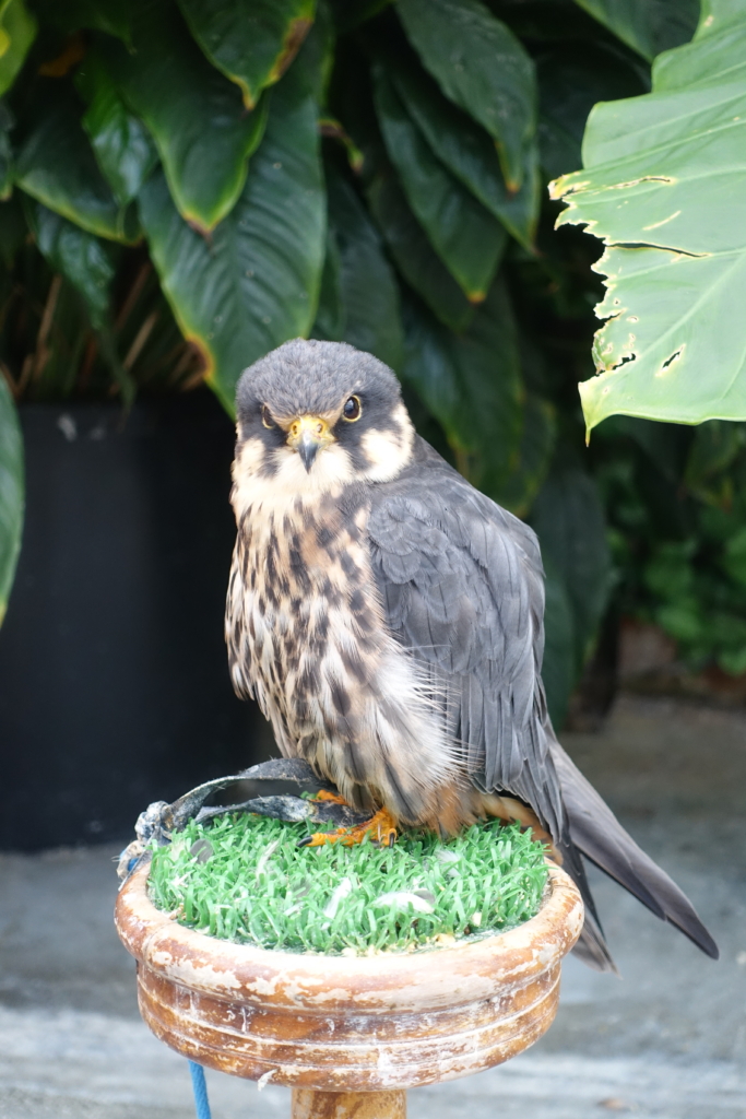 掛川花鳥園　ハヤブサ