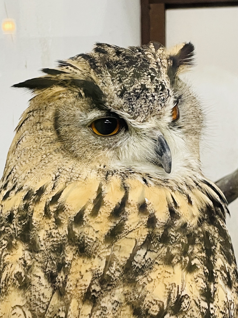 掛川花鳥園　フクロウ