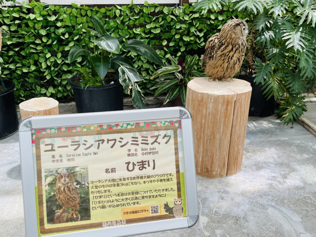 掛川花鳥園　フクロウ