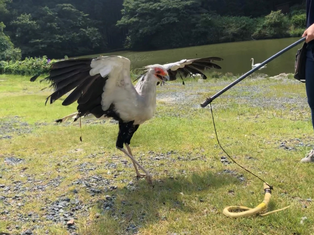 掛川花鳥園　ヘビクイワシ　キック