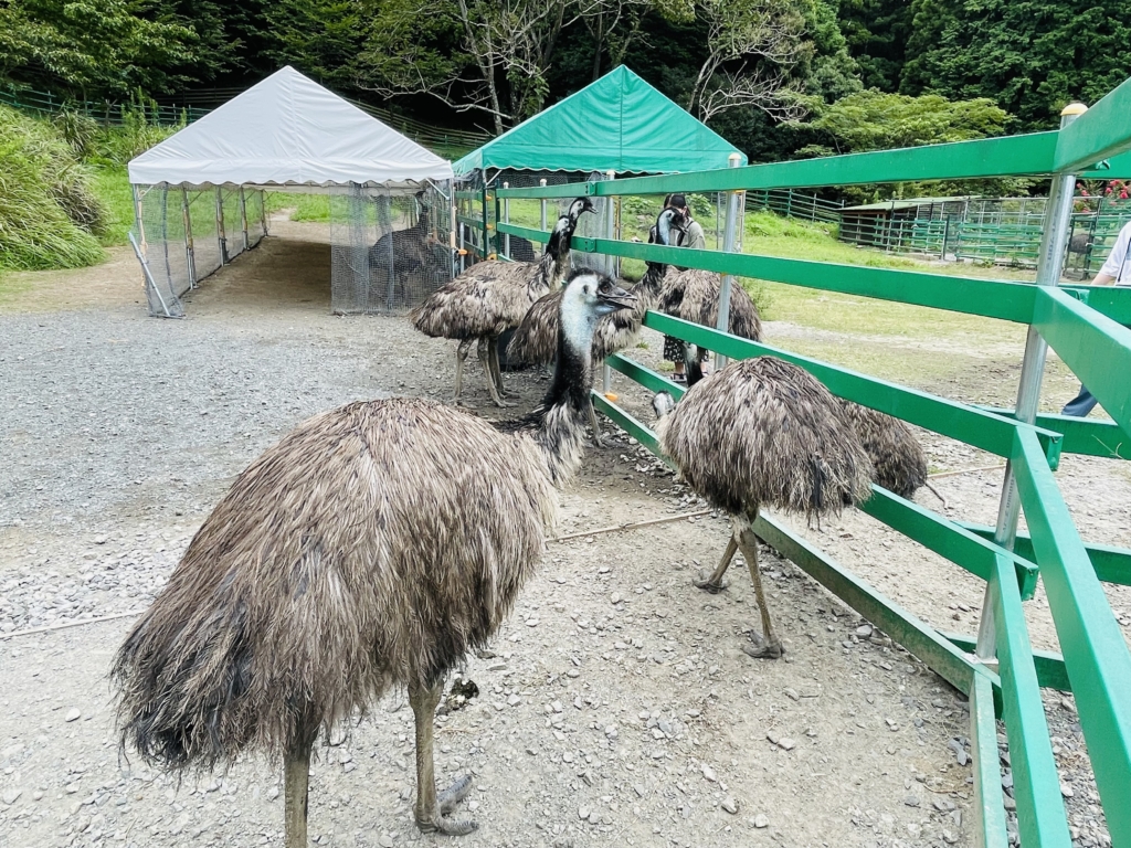 掛川花鳥園　エミュー