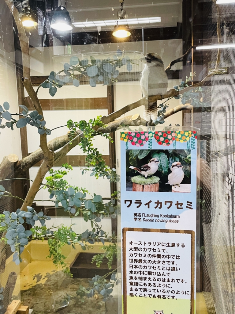 掛川花鳥園　ワライカワセミ