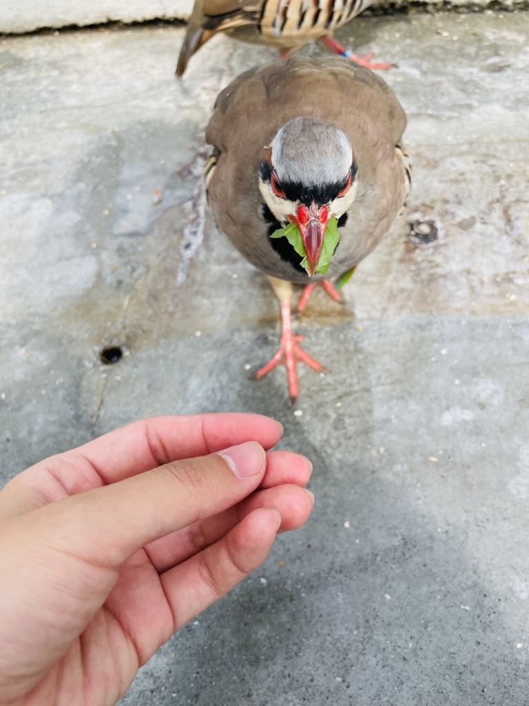 掛川花鳥園　イワシャコ