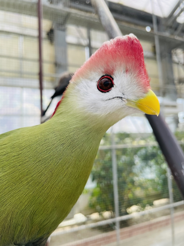 掛川花鳥園　エボシドリ