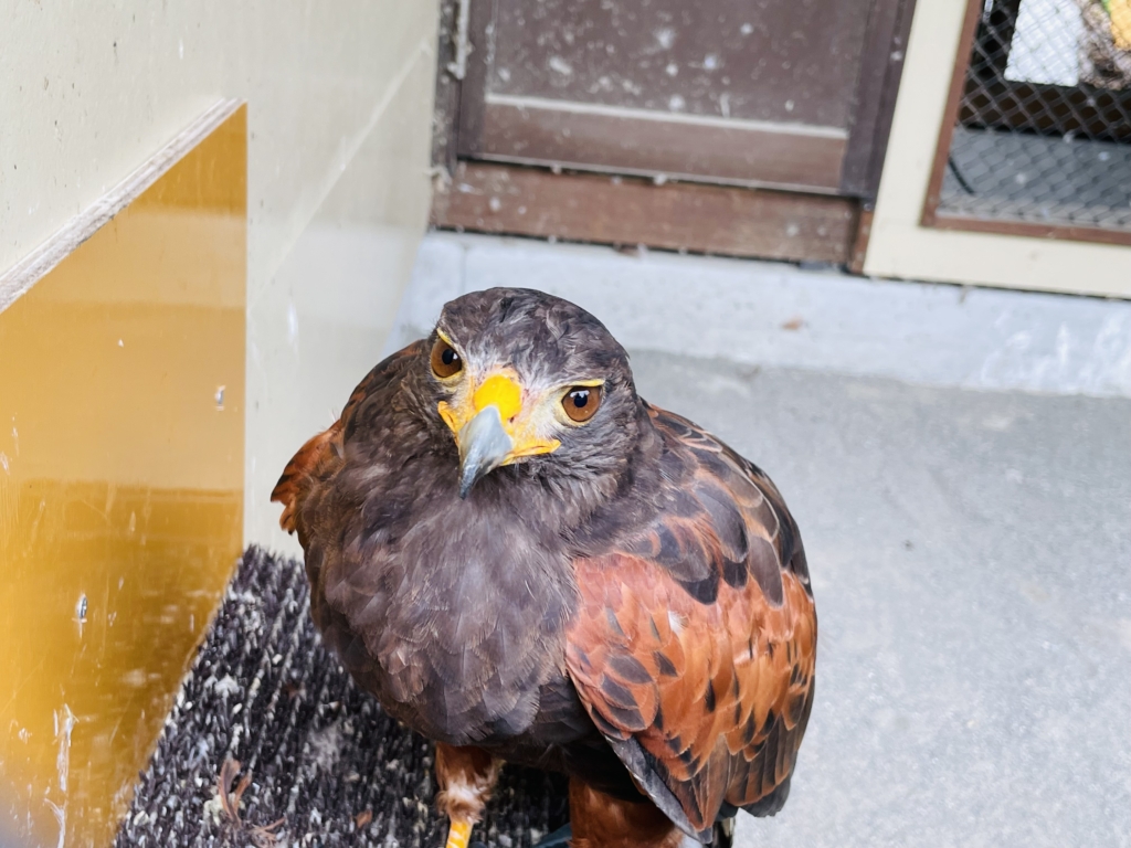 掛川花鳥園　ハリスホーク