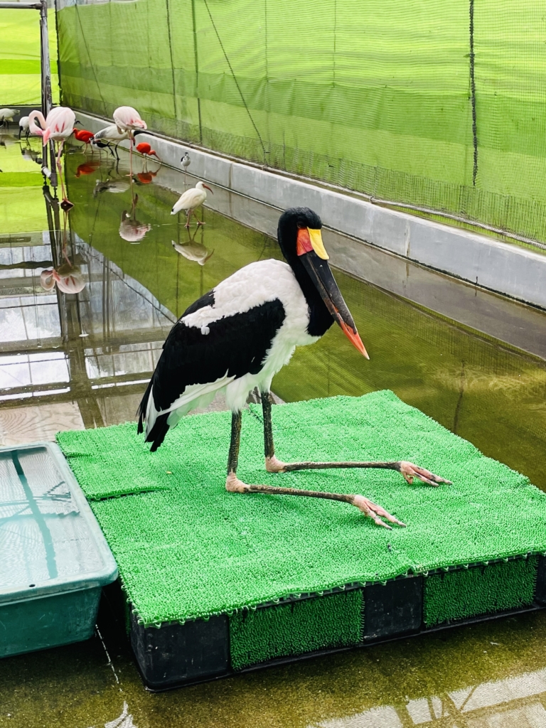 掛川花鳥園　クラハシコウ