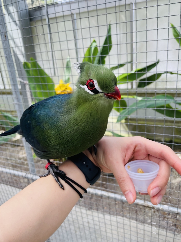 掛川花鳥園　エボシドリ