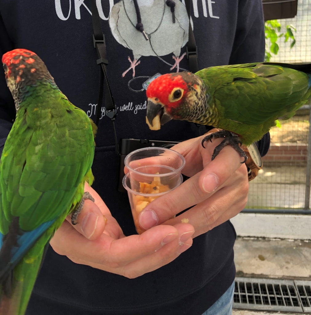 掛川花鳥園　ウロコインコ