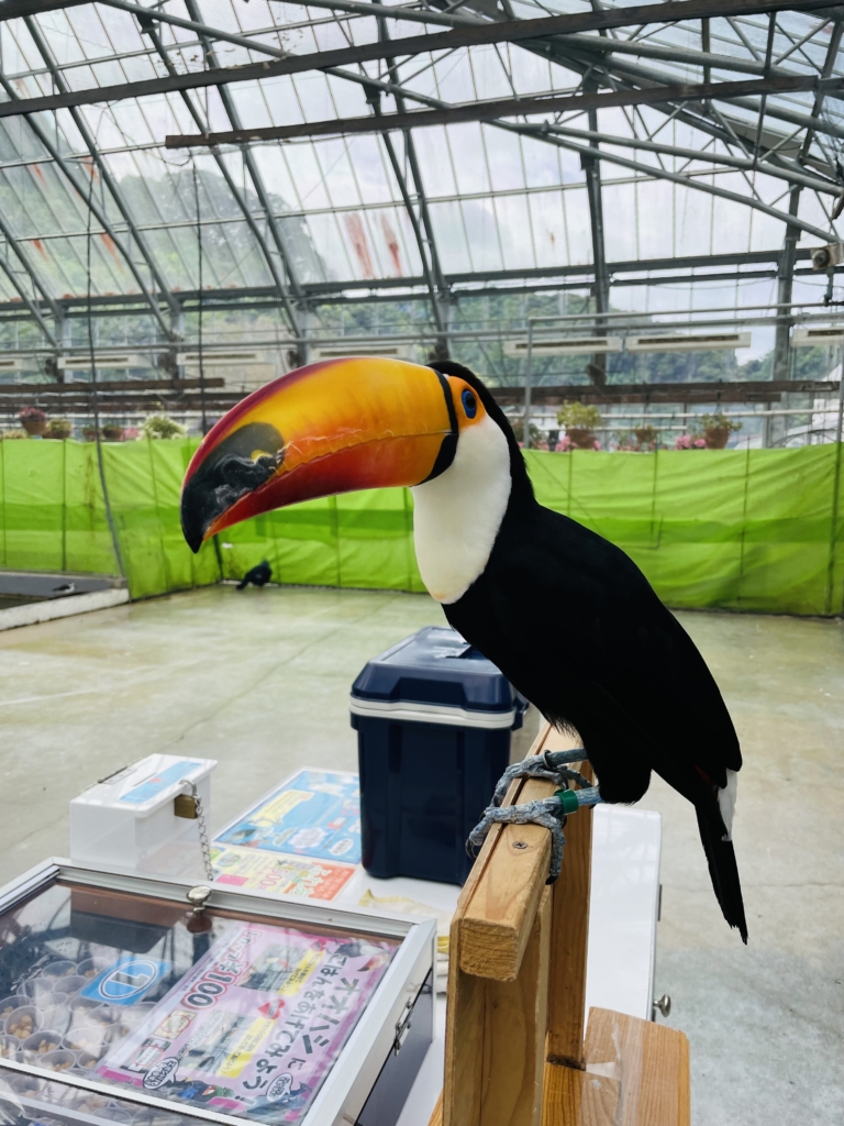 掛川花鳥園　オニオオハシ　オオハシ