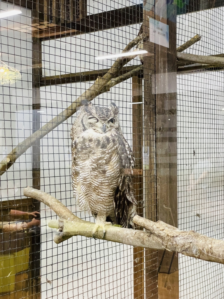 掛川花鳥園　フクロウ