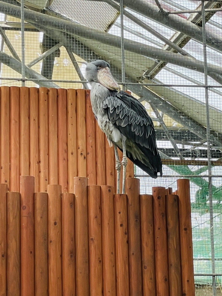 掛川花鳥園　ハシビロコウ　ふたば