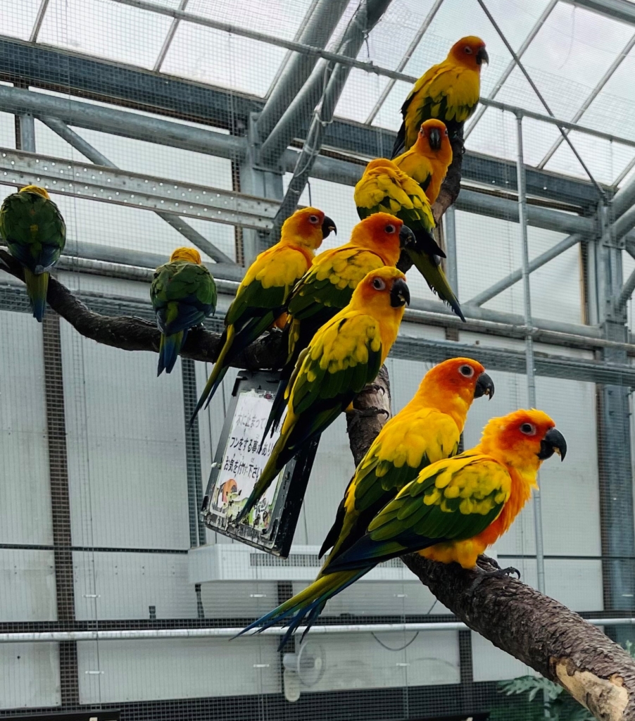 掛川花鳥園　インコ　コガネメキシコ