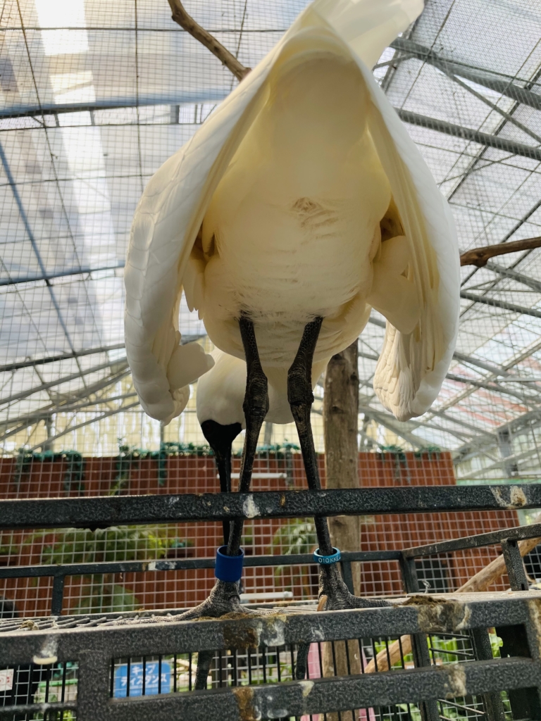 掛川花鳥園　エラサギ