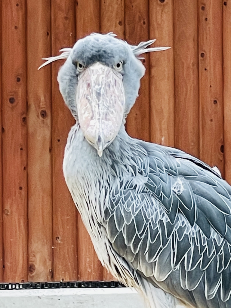 掛川花鳥園　ハシビロコウ　ふたば