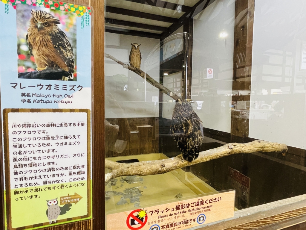 掛川花鳥園　フクロウ