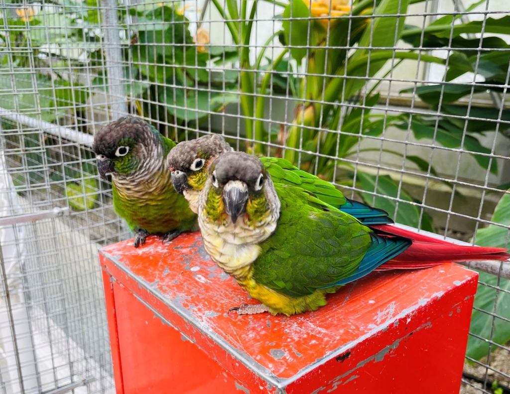 掛川花鳥園　ウロコインコ