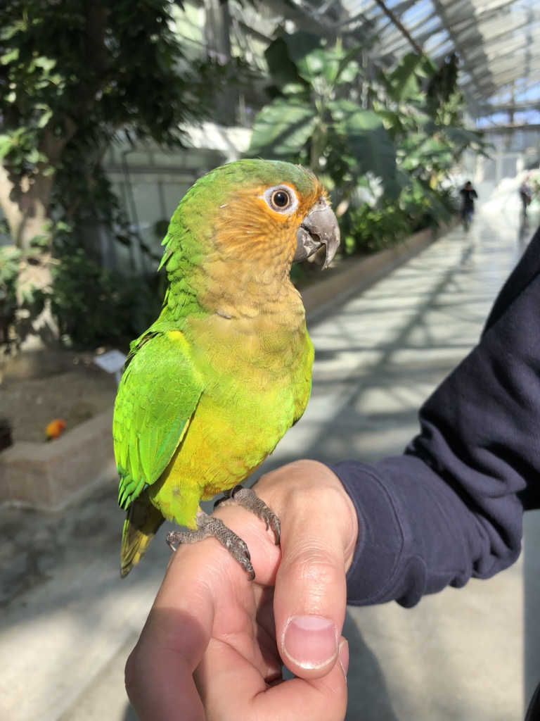 掛川花鳥園　インコ　チャノドメキシコインコ