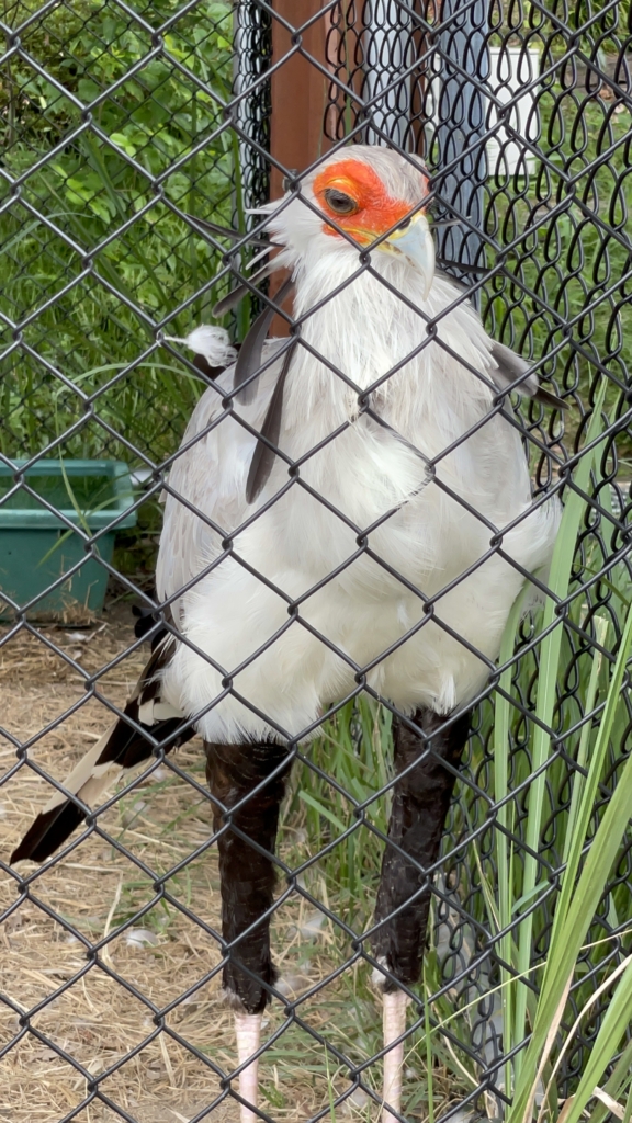 掛川花鳥園　ヘビクイワシ　ベル