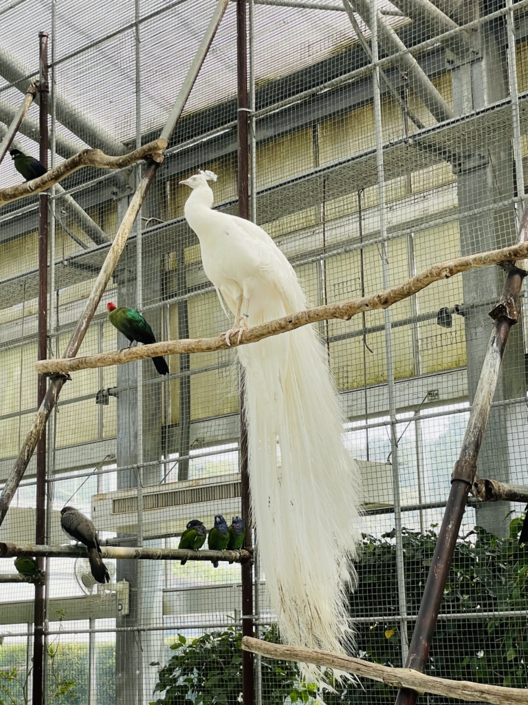 掛川花鳥園　クジャク