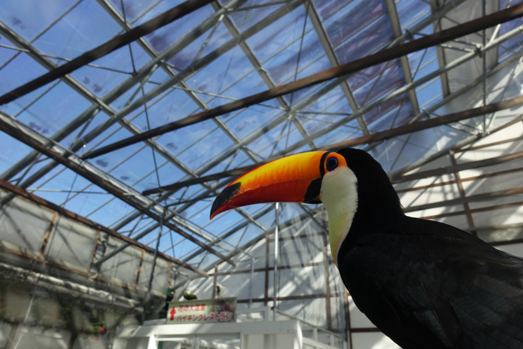 掛川花鳥園　オニオオハシ　オオハシ