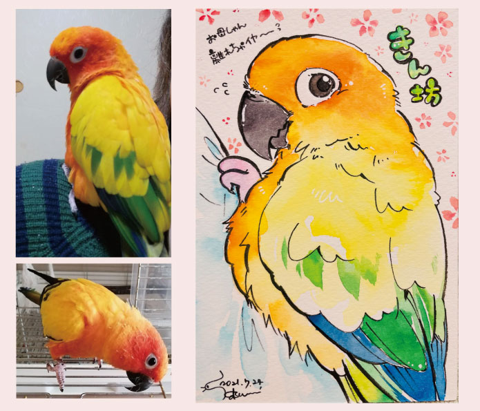 ゆとり屋　似顔絵　にがおえ　コガネメキシコインコ