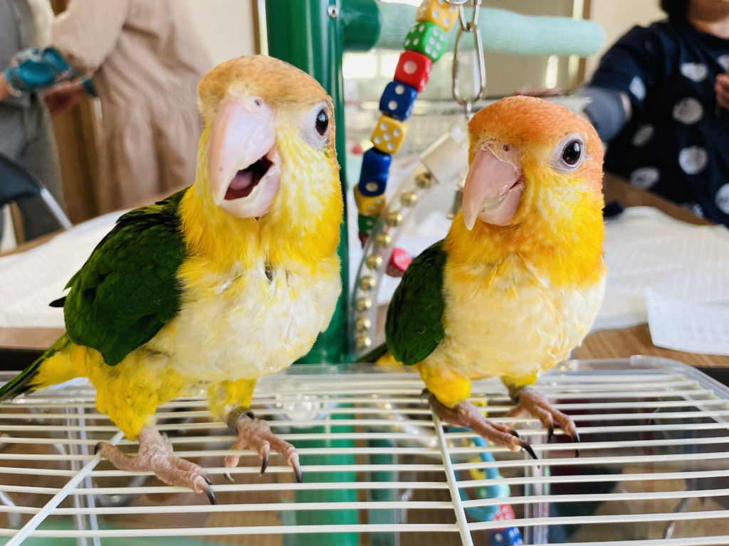 ゆとり屋　シロハラインコ　ブリーダー