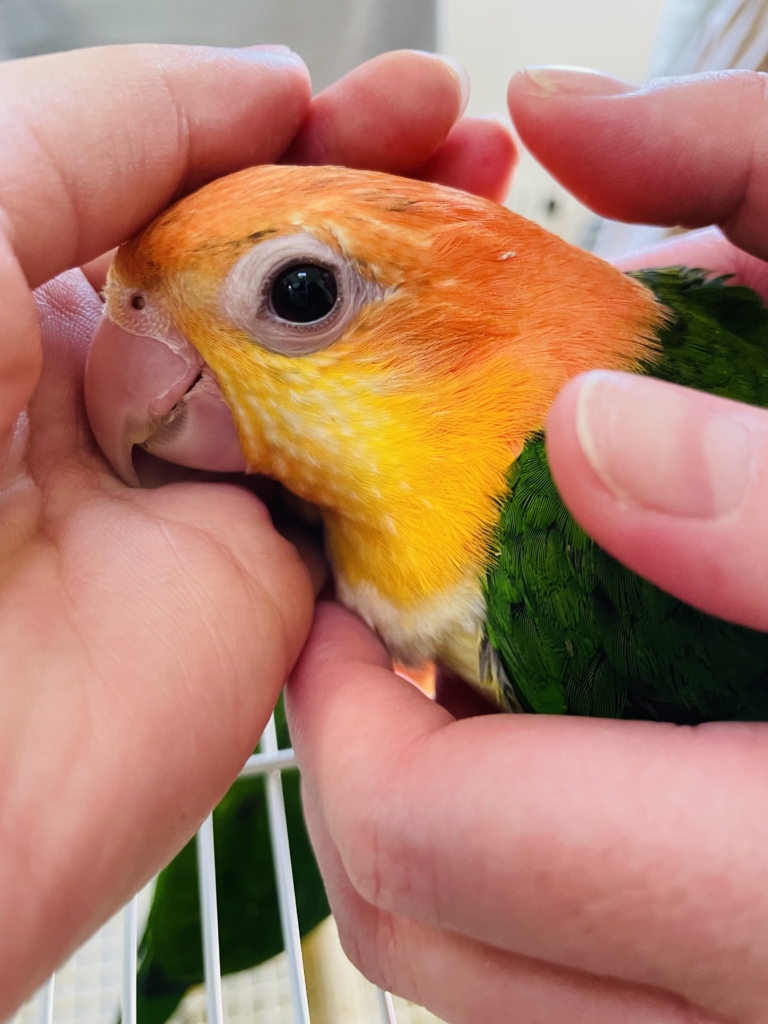 ゆとり屋　シロハラインコ　ブリーダー