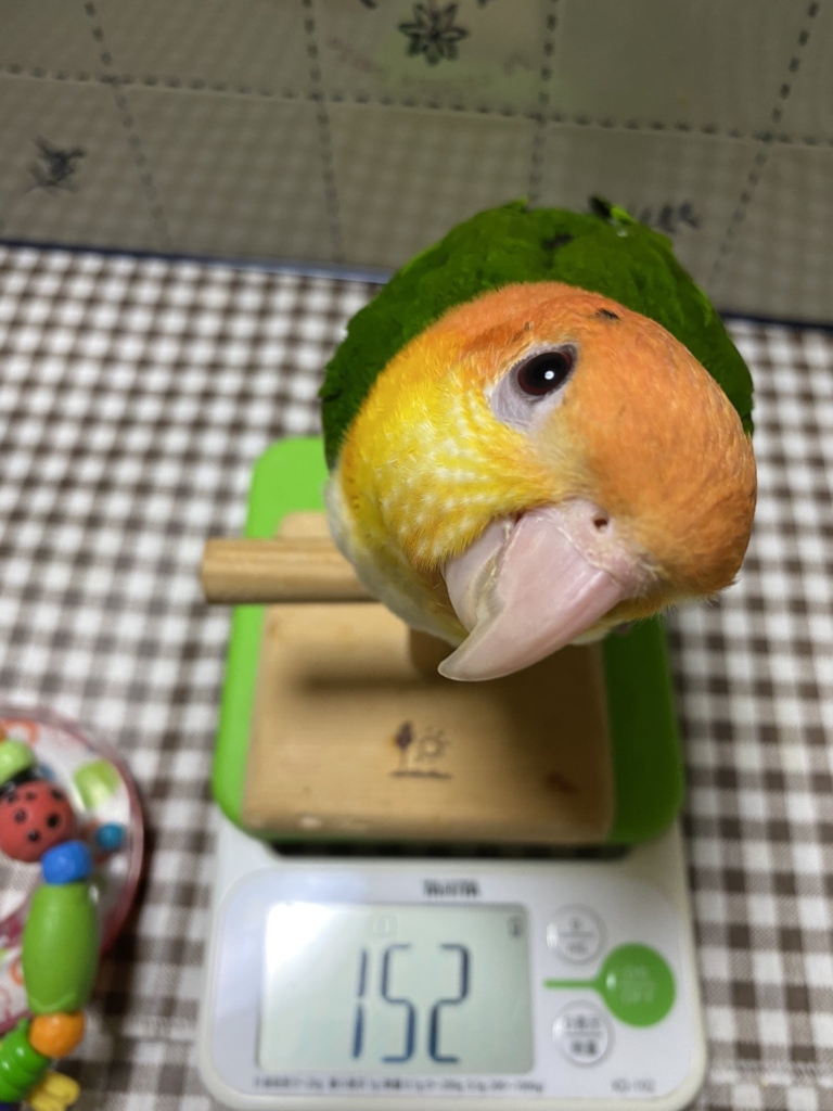 ゆとり屋　シロハラインコ　ブリーダー