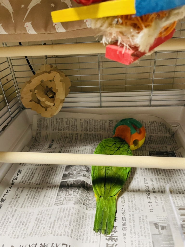 ゆとり屋　シロハラインコ　ブリーダー