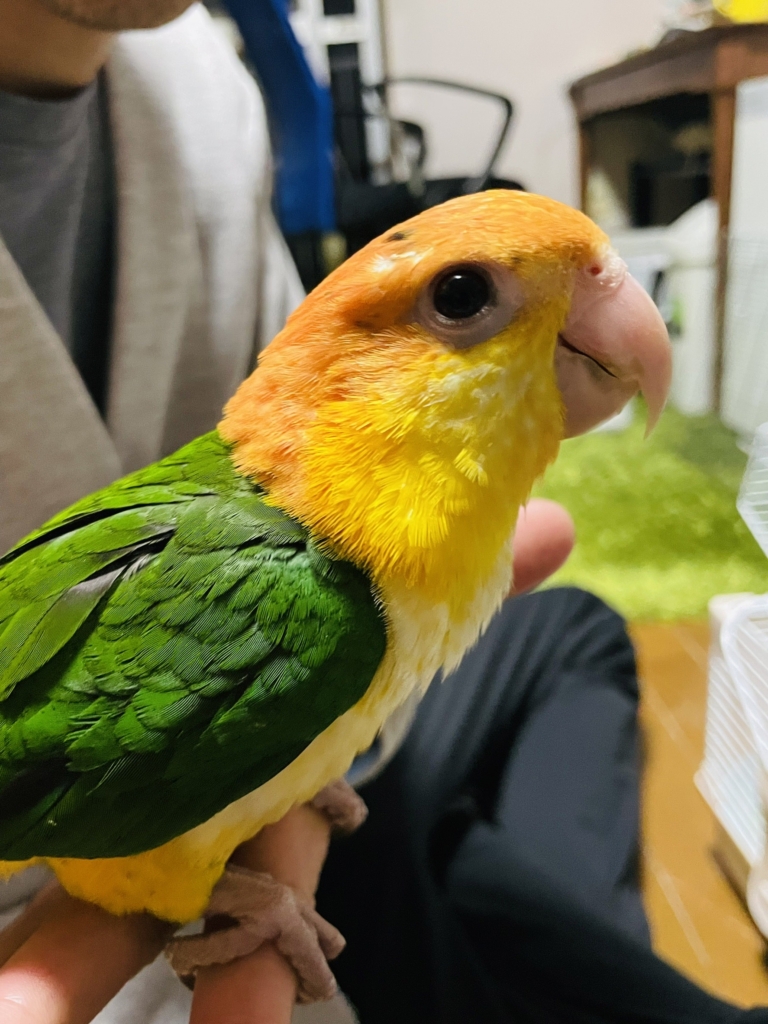 ゆとり屋　シロハラインコ　ブリーダー