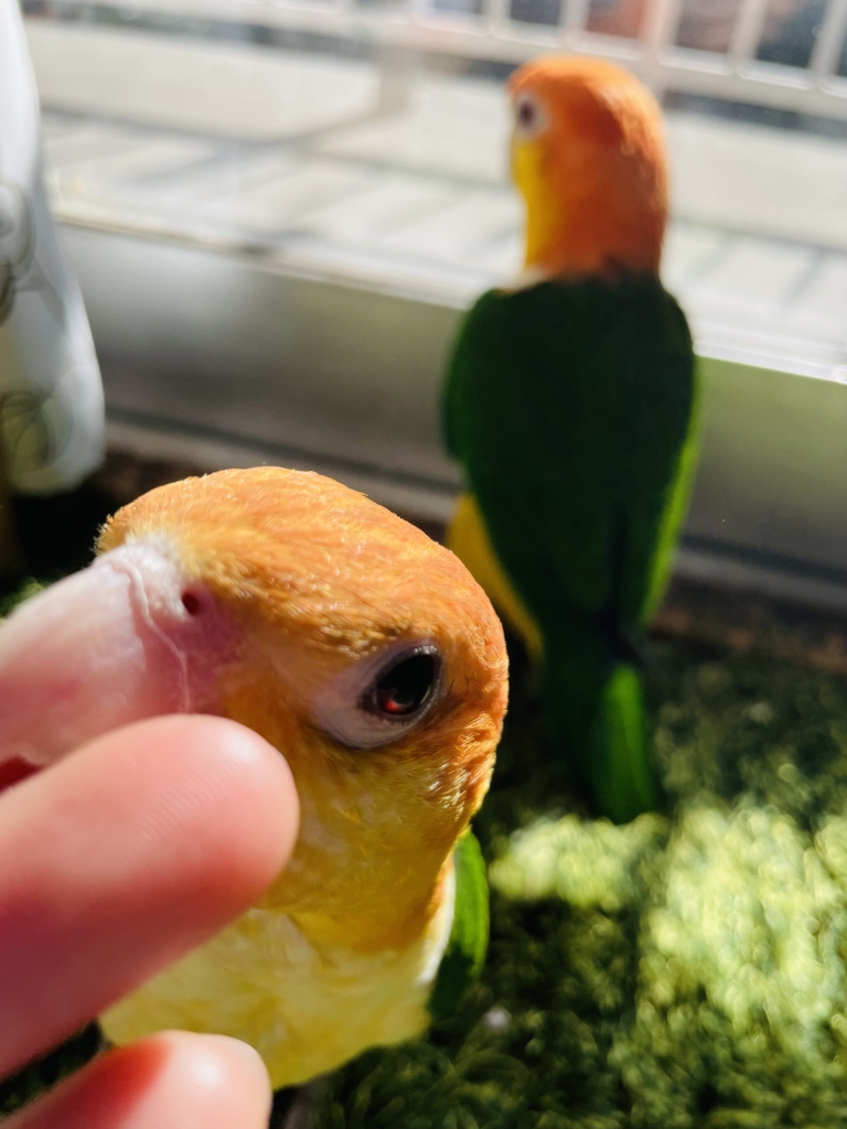 シロハラインコ　雛