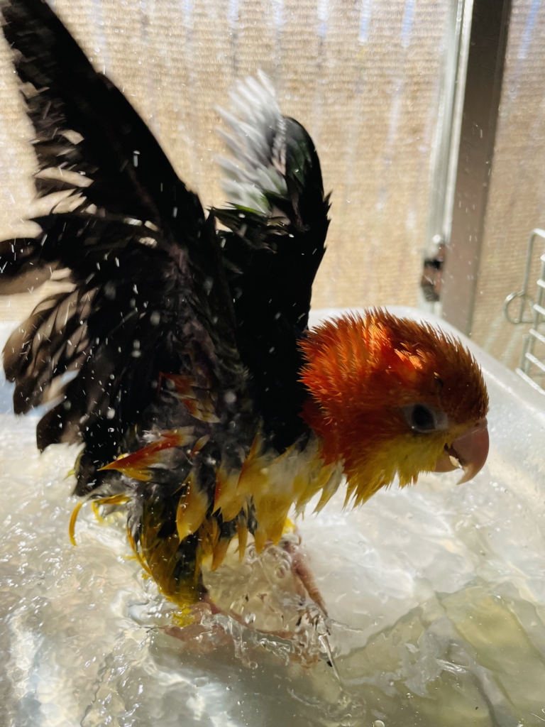 シロハラインコ　雛