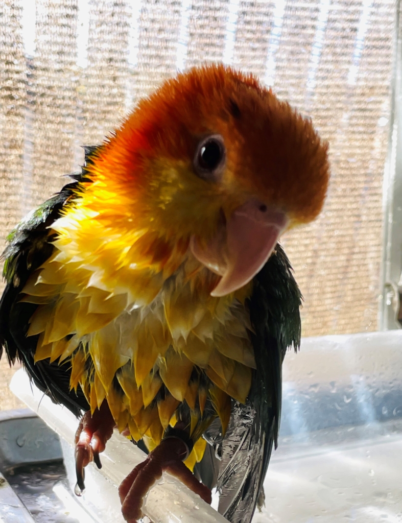 シロハラインコ　雛