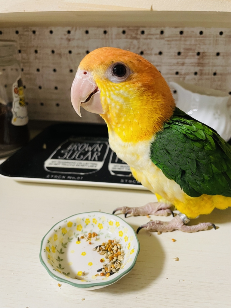 シロハラインコ　シード　ペレット