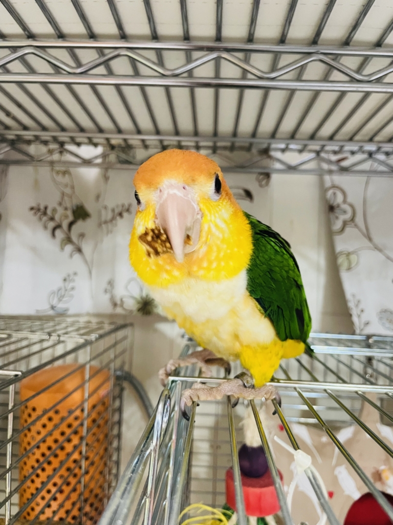 シロハラインコ　食べ物