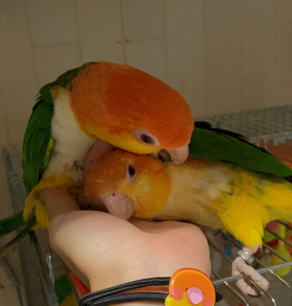 シロハラインコ　雛