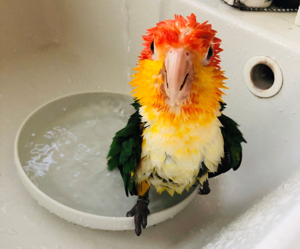 シロハラインコ