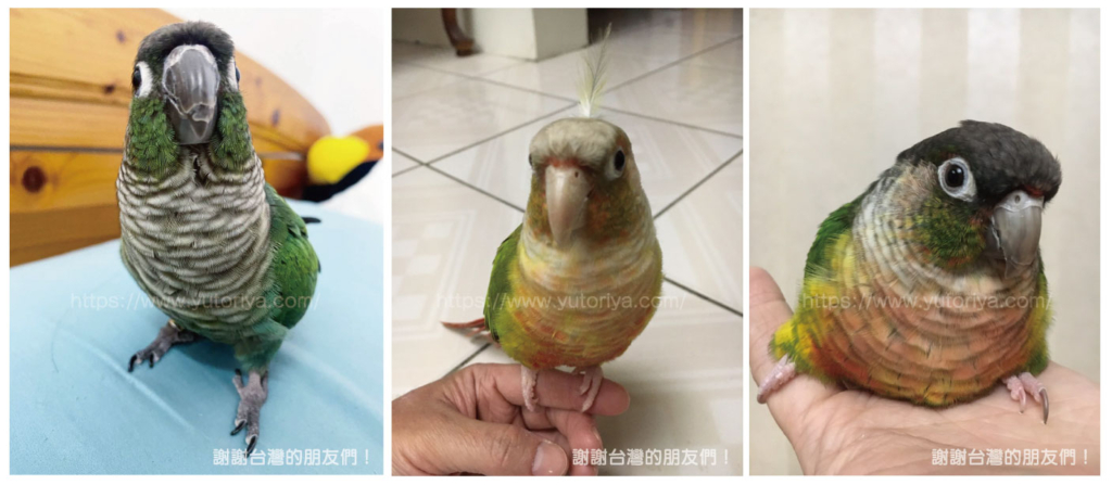 ウロコインコ　にぎころ　寿命　値段　種類