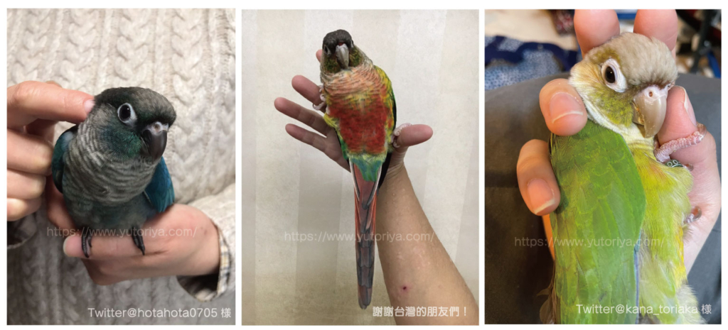 ウロコインコ　にぎころ　寿命　値段　種類