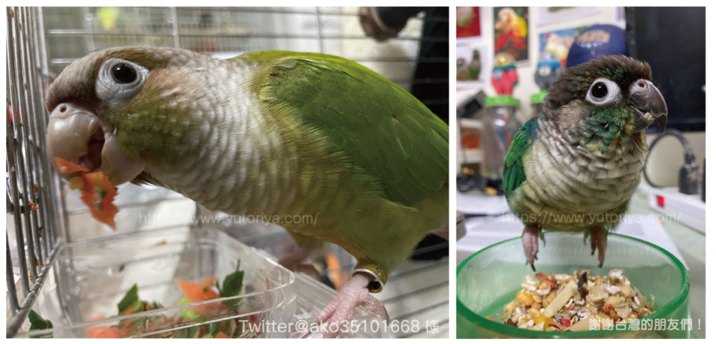 ウロコインコ　にぎころ　寿命　値段　種類